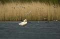 036 Höckerschwan (Cygnus olor)